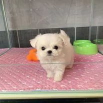 cuccioli di maltipoo toy | Foto 0