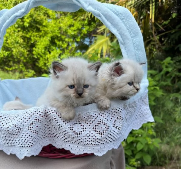 Cuccioli  Neva Masquerade  | Foto 4