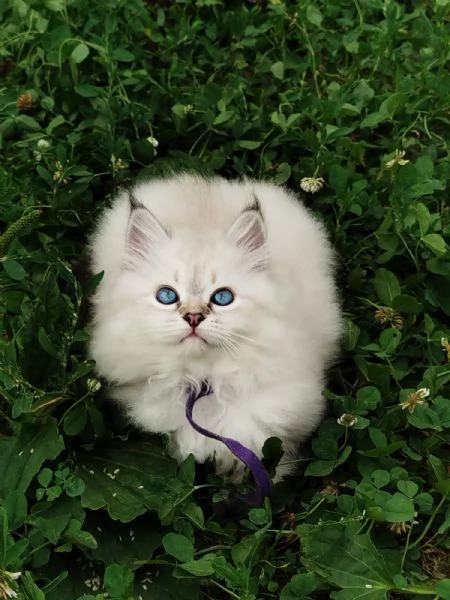Gattini Siberiani | Foto 3