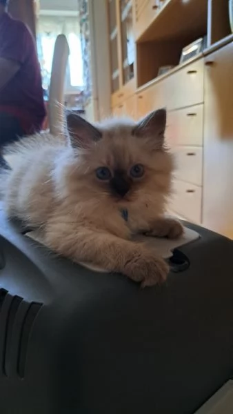 Gattini Siberiani | Foto 0