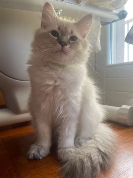 Gattini siberiani  | Foto 1
