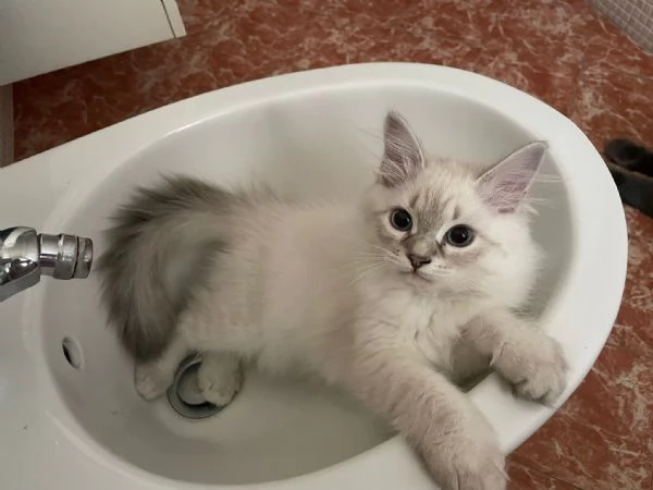 Gattini siberiani  | Foto 0