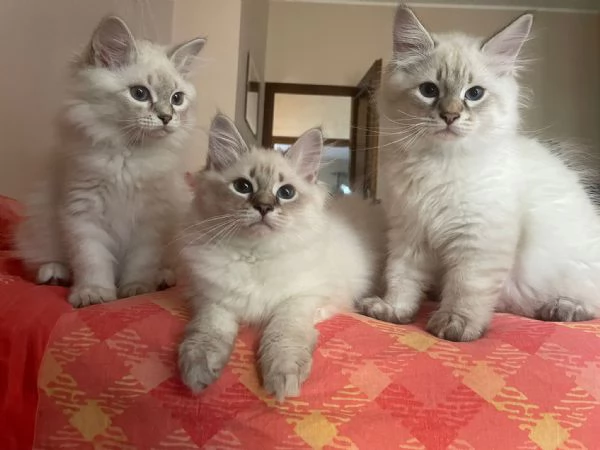 Gattini siberiani 