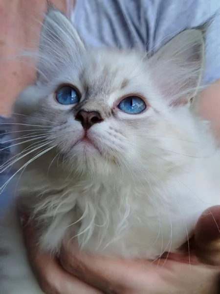 Gattine siberiane  | Foto 4