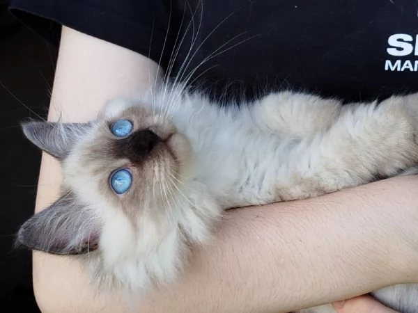 Gattine siberiane  | Foto 3