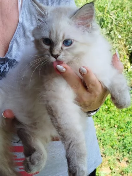 Gattine siberiane  | Foto 1