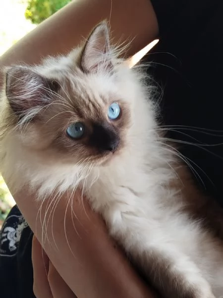 Gattine siberiane 