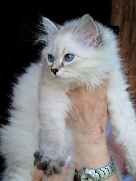 Gattine siberiane  | Foto 0