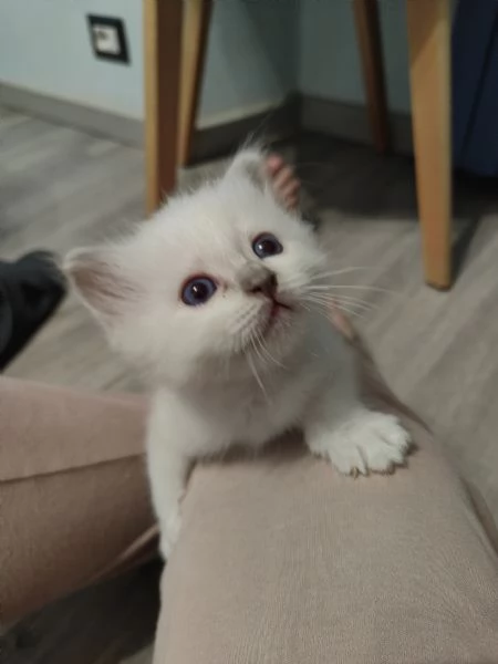 Cuccioli Sacro di Birmania  | Foto 1