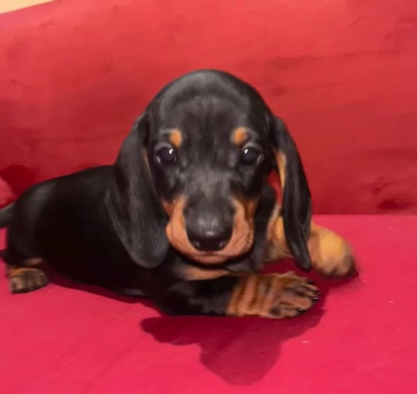 Cucciolo Bassotta femmina con pedigree | Foto 0