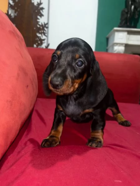 Cucciolo Bassotta femmina con pedigree