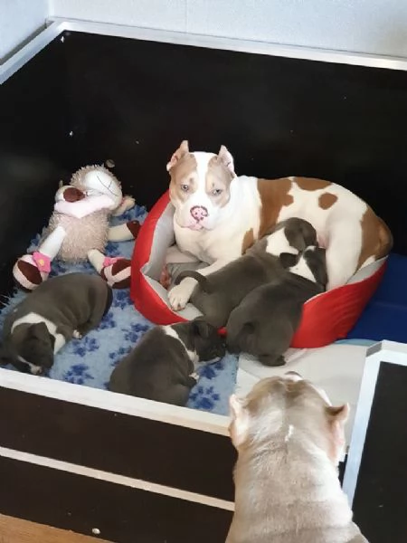 disponibili cuccioli di pitbull blue nose