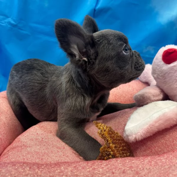 cucciola di Bouledogue Francese blu fluffy femmina  | Foto 1