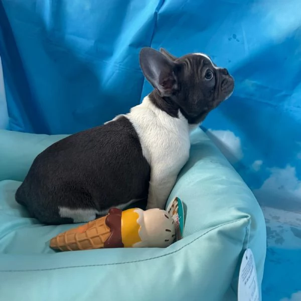 cucciolo di Bouledogue Francese bianco e blu maschio  | Foto 2