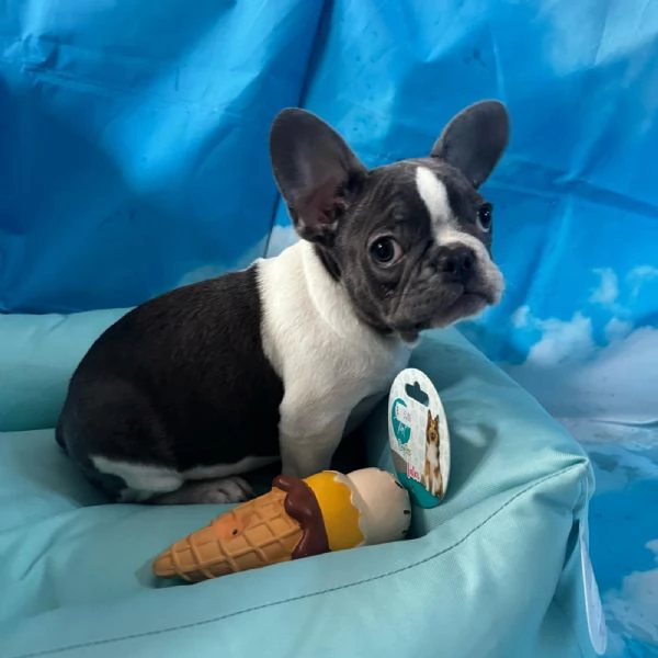 cucciolo di Bouledogue Francese bianco e blu maschio  | Foto 1