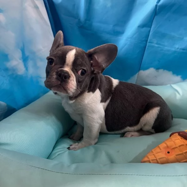 cucciolo di Bouledogue Francese bianco e blu maschio  | Foto 0