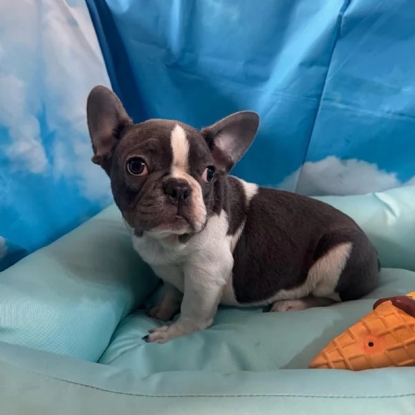 cucciolo di Bouledogue Francese bianco e blu maschio 