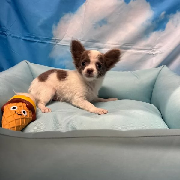 cucciolo di Chihuahua bianco e lilac pelo lungo maschio  | Foto 2