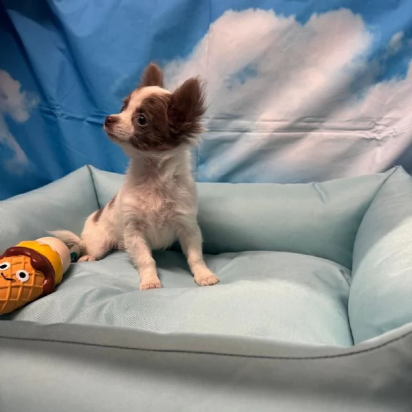 cucciolo di Chihuahua bianco e lilac pelo lungo maschio  | Foto 1