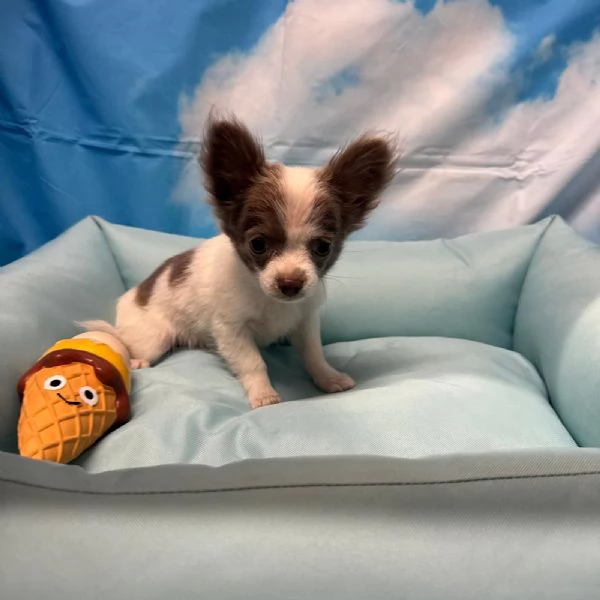 cucciolo di Chihuahua bianco e lilac pelo lungo maschio  | Foto 0