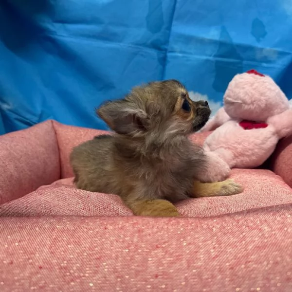 cucciola di Chihuahua fulvo pelo lungo femmina | Foto 2