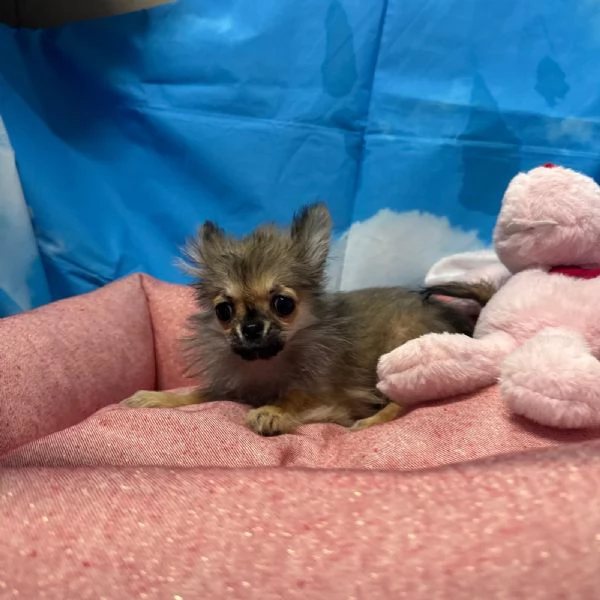cucciola di Chihuahua fulvo pelo lungo femmina | Foto 1