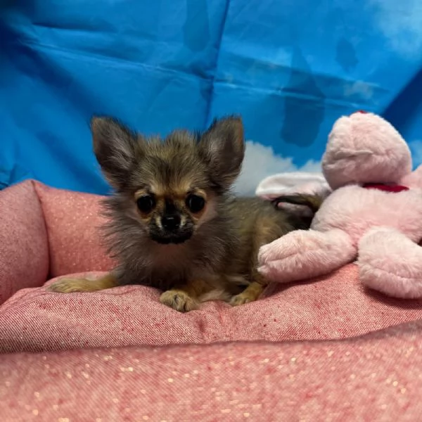 cucciola di Chihuahua fulvo pelo lungo femmina