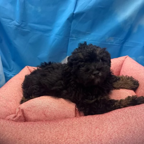 cucciola di Maltipoo nero focato femmina | Foto 2
