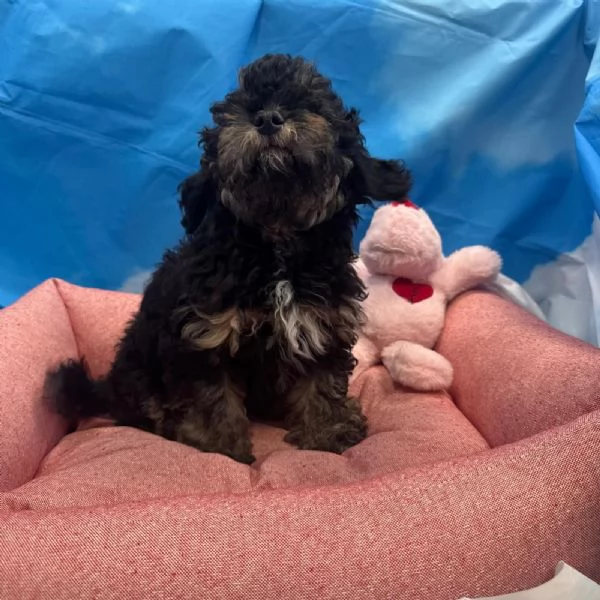 cucciola di Maltipoo nero focato femmina | Foto 1