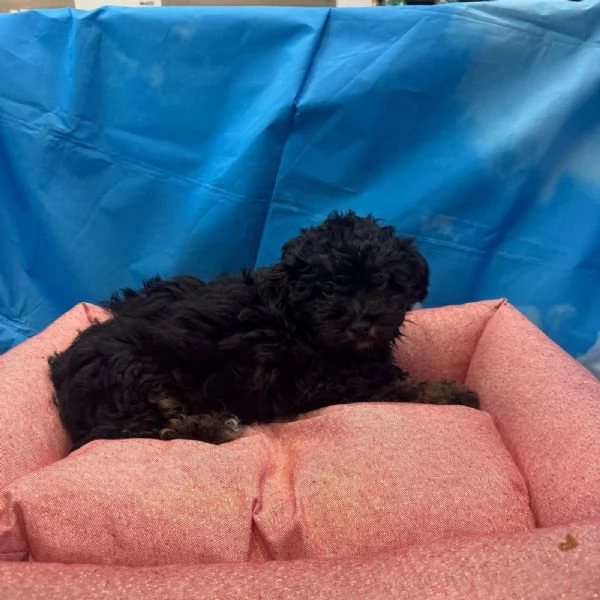 cucciola di Maltipoo nero focato femmina | Foto 0