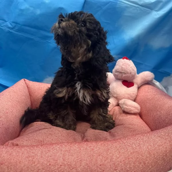 cucciola di Maltipoo nero focato femmina