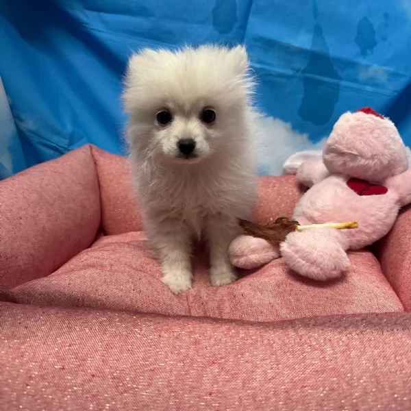 cucciola di Volpino di Pomerania bianco femmina  | Foto 2