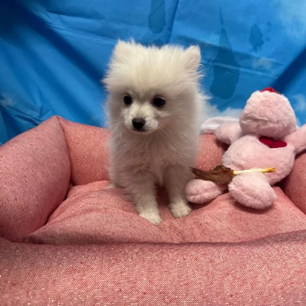 cucciola di Volpino di Pomerania bianco femmina  | Foto 1