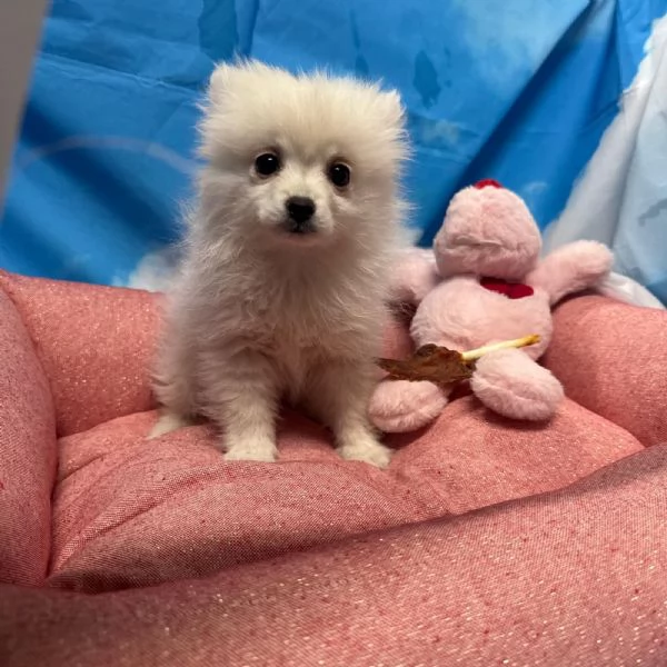 cucciola di Volpino di Pomerania bianco femmina  | Foto 0