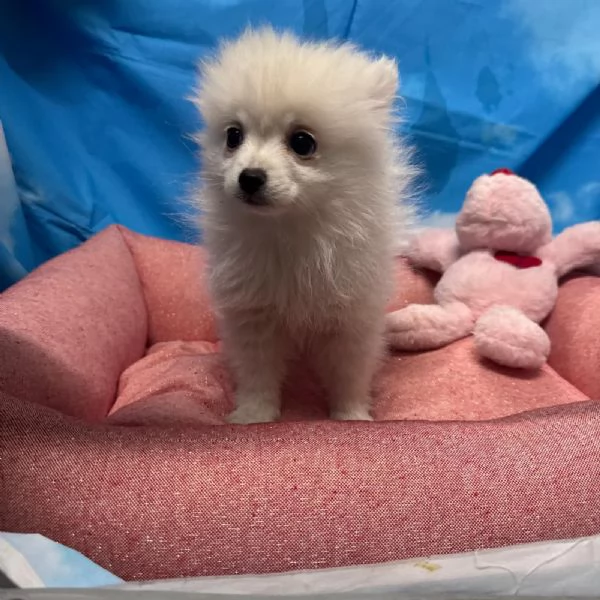 cucciola di Volpino di Pomerania bianco femmina 