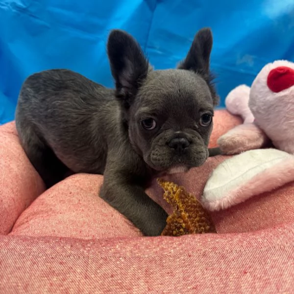  cucciola di Bouledogue Francese blu fluffy femmina | Foto 2