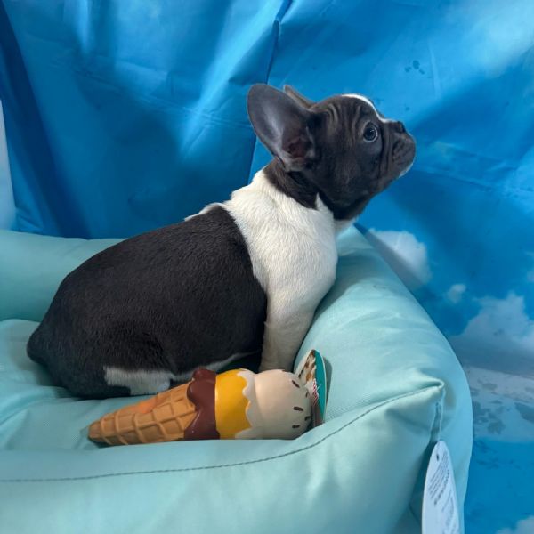 cucciolo di Bouledogue Francese bianco e blu maschio  | Foto 2