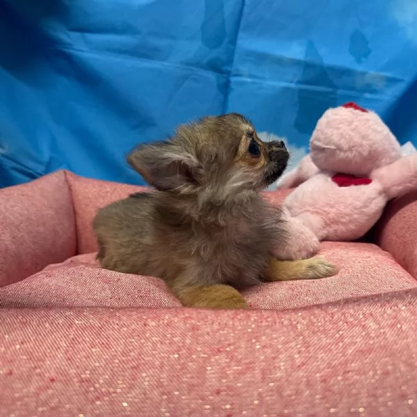 cucciola di Chihuahua fulvo pelo lungo femmina | Foto 0