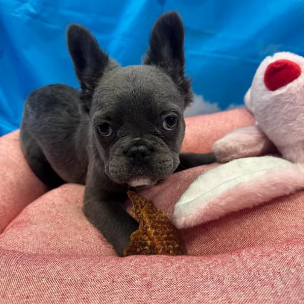 cucciola di Bouledogue Francese blu fluffy femmina | Foto 0