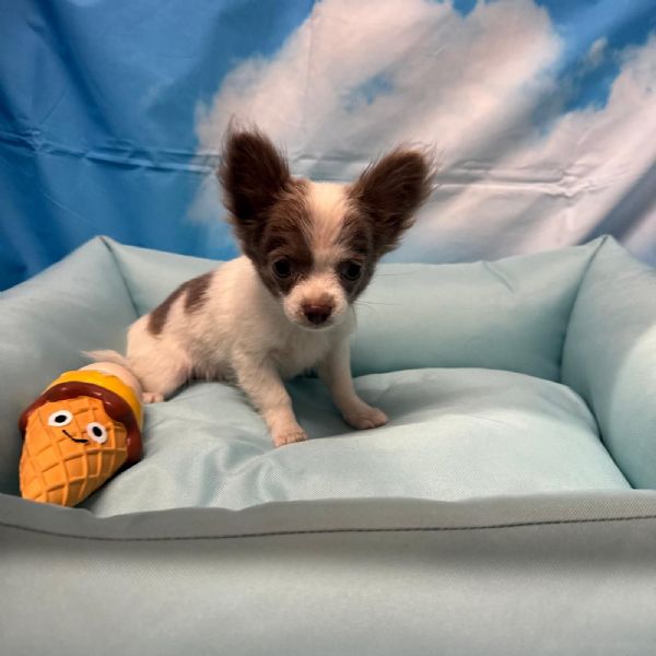 cucciolo di Chihuahua bianco e lilac pelo lungo maschio | Foto 0