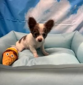 cucciolo di Chihuahua bianco e lilac pelo lungo maschio | Foto 1