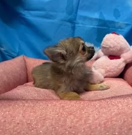 cucciola di Chihuahua fulvo pelo lungo femmina | Foto 2