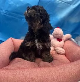 cucciola di Maltipoo nero focato femmina | Foto 2
