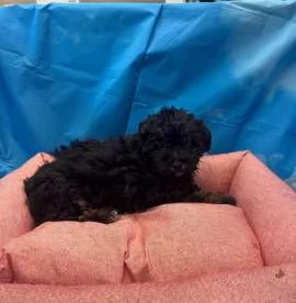 cucciola di Maltipoo nero focato femmina