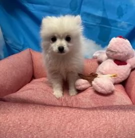  cucciola di Volpino di Pomerania bianco femmina | Foto 2