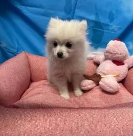  cucciola di Volpino di Pomerania bianco femmina | Foto 1