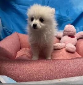  cucciola di Volpino di Pomerania bianco femmina | Foto 0