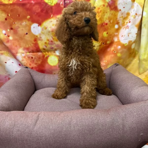 cucciola di Barboncino albicocca femmina 