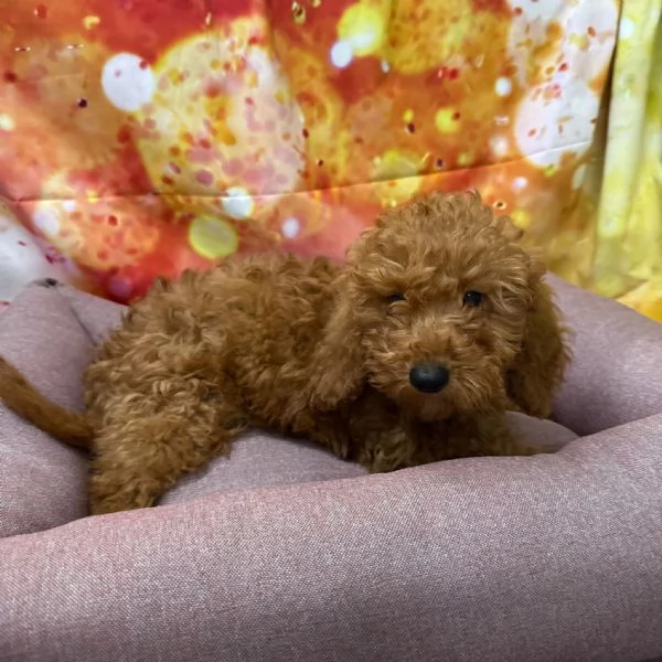 cucciola di Barboncino albicocca femmina  | Foto 2