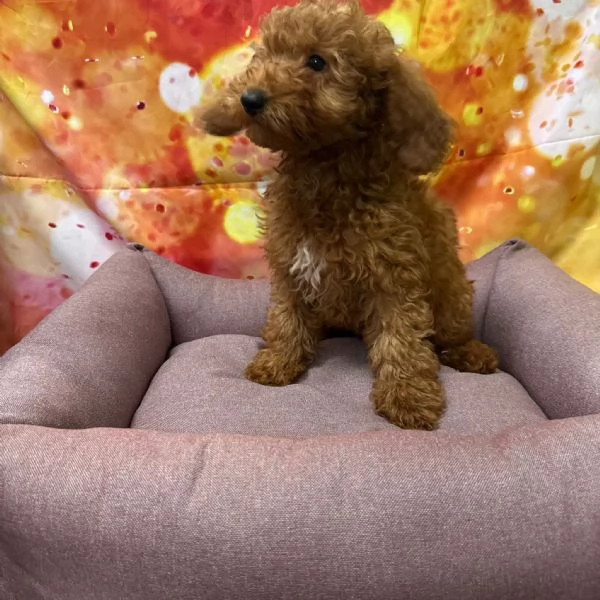 cucciola di Barboncino albicocca femmina  | Foto 1